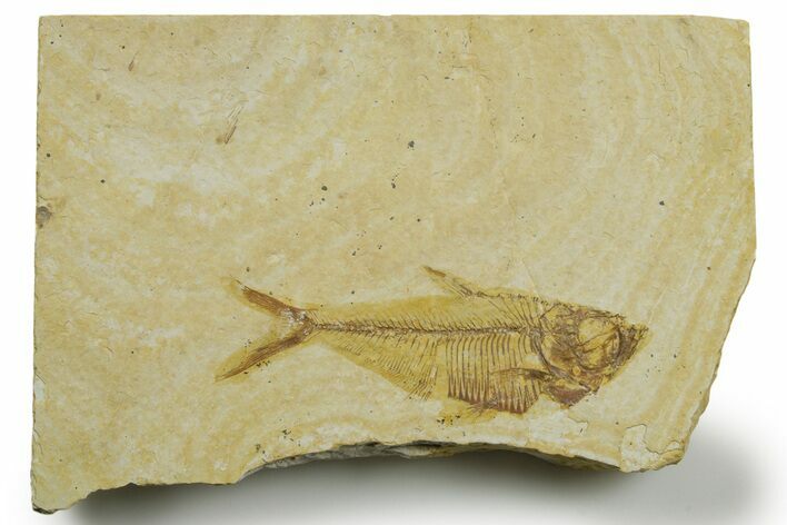 Detailed Fossil Fish (Diplomystus) - Wyoming #363898